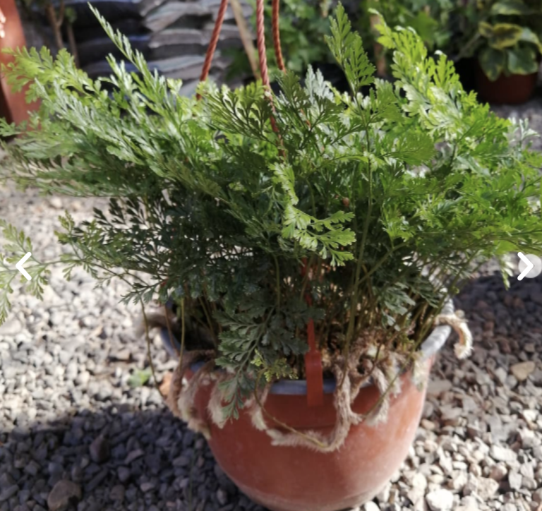 Captura de pantalla 2024 07 30 a las 11.44.33 a. m 768x724